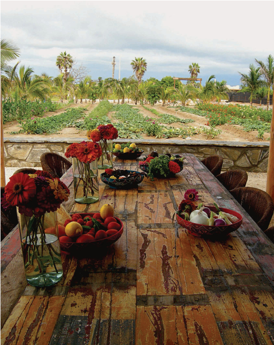 Rancho Pescadero table, Rancho Pescadero, Baja, Mexico by Ashley Self