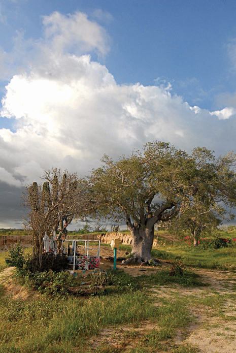 La Ahorcadita tree, Todos Santos, Baja, Mexico