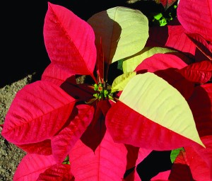 Pink and white split color poinsettia