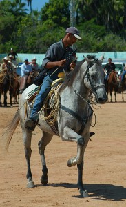 Dancing horse, Todos Santos, Baja, Mexico