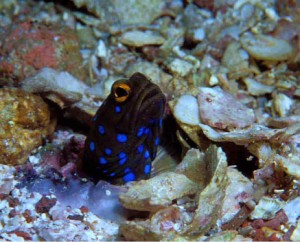 Blue spotted jawfish, Sea of Cortez, La Paz, Baja, Mexico