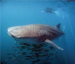 Whale shark swimming in Sea of Cortes, La Paz, Baja, Mexico