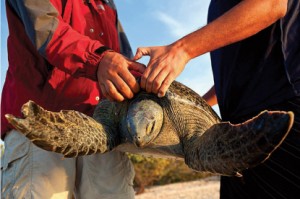 Sea Turtle by Elizabeth Moreno, Magdalena Bay, Baja, Mexico