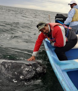 Anibal Lopez and a grey whale, La Paz, Mexico