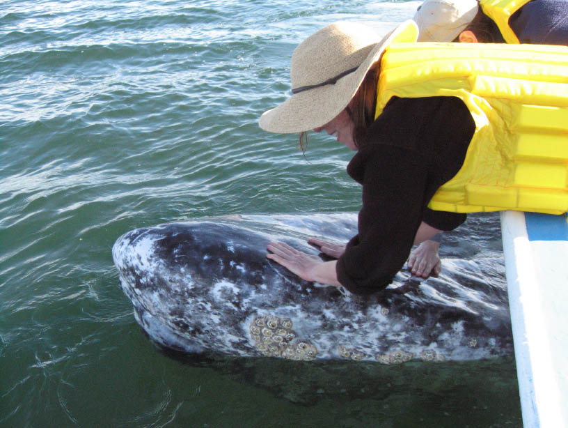 petting a gray whale