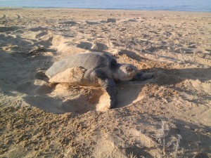 Olive Ridley Sea Turtle nesting, photo by Stephanie Rousso, Baja, Mexico