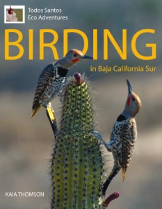 Birding in Baja California Sur by Kaia Thomson and Todos Santos Eco Adventures, Todos Santos, Baja, Mexico