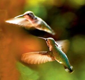 Hummingbirds, photo by Kaia Thomson, Baja, Mexico