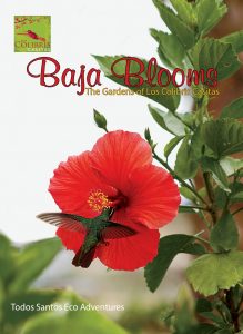 Baja Blooms: The Gardens of Los Colibris Casitas front cover